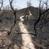 Scientists warn end of civilisation in ‘decades’ with just 10 percent chance of survival