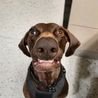 TSA’s ‘cutest canine’ named as viral pooch melts hearts all across the internet
