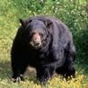 Bear mauls man to death after breaking into his home