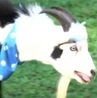 Panic as baby goats test positive for rabies as families urged to contact authorities